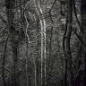 Singled-Out